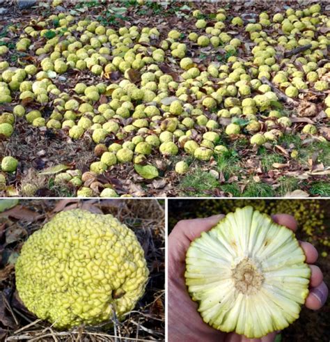 Fruits of the Osage Orange - Arnold Arboretum | Arnold Arboretum