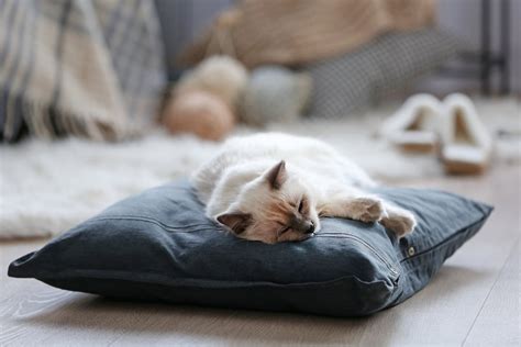 Are Ragdoll Cats Prone To Asthma? - Ragdollcare