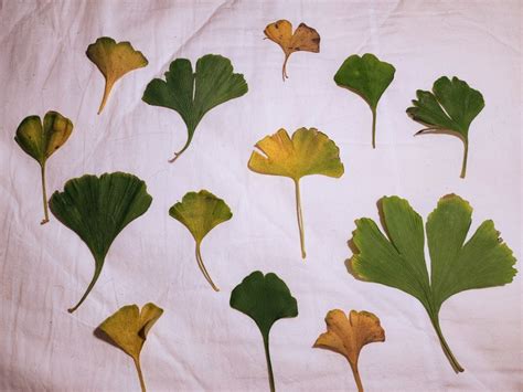 Ginkgo Leaves into Butterflies with Paint