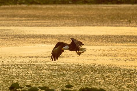 A Bald Eagle Flying · Free Stock Photo