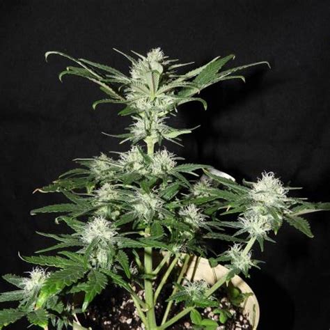 Sweet Seeds Gorilla Sherbet F1 Fast Version Grow Diary Journal Week7