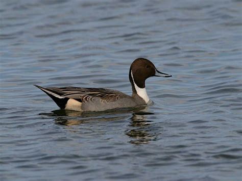 Northern Pintail - ID, Facts, Diet, Habit & More | Birdzilla