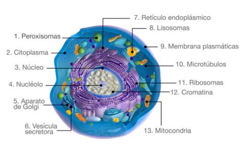 Célula animal: partes y funciones - Resumen con esquemas