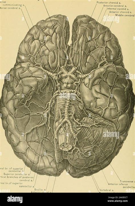 Anterior inferior cerebellar artery hi-res stock photography and images ...