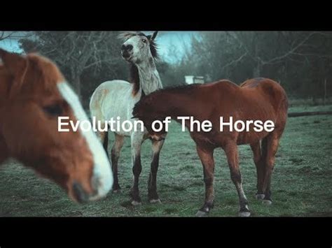 Horse Evolution Process-From Horse Ancestor Eohippus to the Modern ...