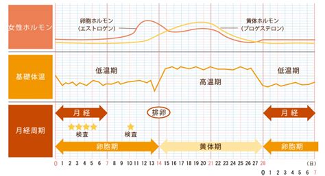 【生理不順】私の妊活記録 Ⅱ：血液検査＆診療方針詳細 なるねこの日常