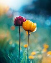 tulips spring flowers photography  stock photo public domain pictures