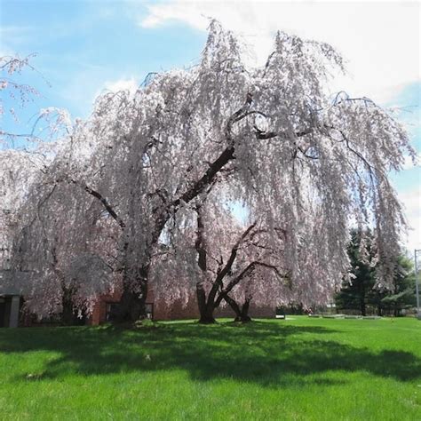 Yoshino Flowering Cherry Tree