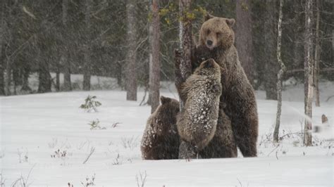 bear family snowfall she-bear cubs on Stock Footage Video (100% Royalty ...