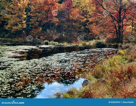 Fall Foliage, New York State Stock Photo - Image of states, united: 8364934