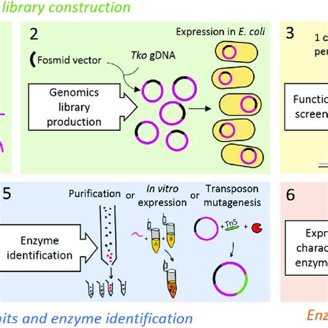 Functional Genomics Fosmid Dna Library And Rna Transcripts Mapped To