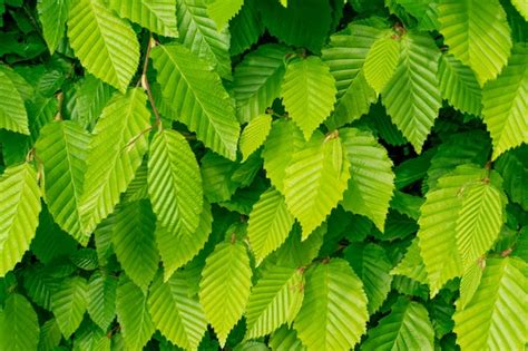 Premium Photo | Green tree leaves texture background