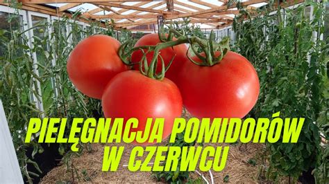 Piel Gnacja Pomidor W W Czerwcu Obrywanie Wilk W Podlewanie