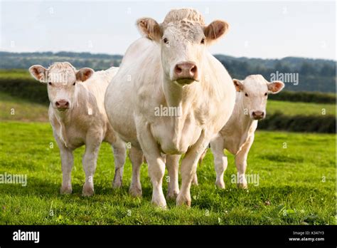 Charolais Cow And Two Calves Standing Beside In The Grass Stock Photo