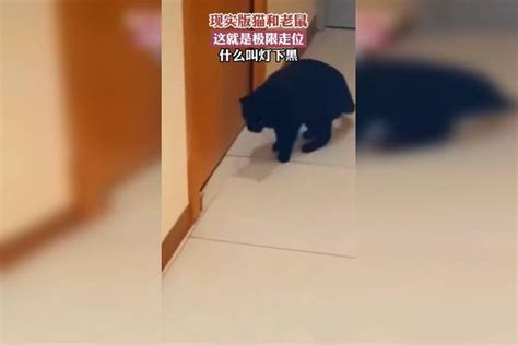 现实版猫和老鼠，这就是极限走位，什么叫灯下黑 搞笑cp欢乐多什么极限现实