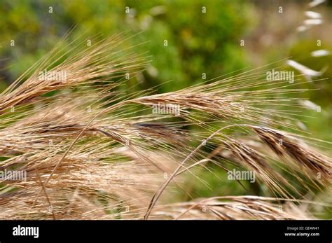 Brown Dry Grasses And Seed Heads With Blurred Green Nature Background