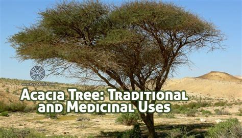 Acacia Tree Traditional Uses And Medicinal Uses Acacia Tree Acacia