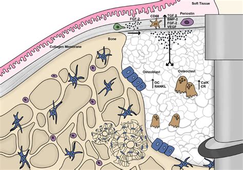 Schematic Illustration Of The Cellular And Molecular Events Of The