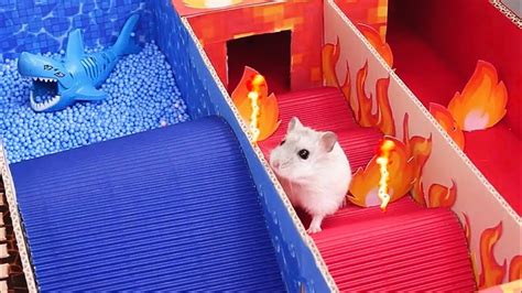 Hamster Escapes Rainbow Pup Maze Adventure YouTube