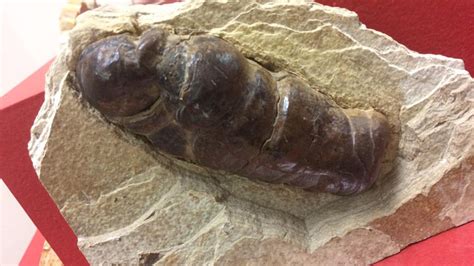 Museum unveils 'largest collection of fossilized poop' | FOX 13 Tampa Bay