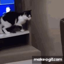 Cat falling on Make a GIF