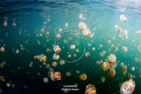 Group of golden jellyfish in Jellyfish Lake, Palau. | Stocktrek Images