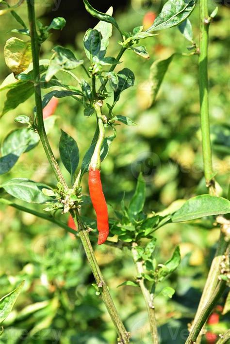 Green organic chili pepper on young plant at farm field, Harvest ...