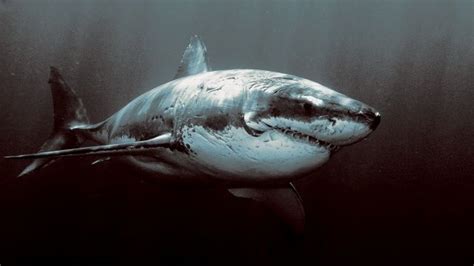 Shark Screensavers and Wallpaper - WallpaperSafari