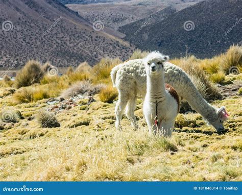 Llamas Graze Through Marshlands Of The Bolivian Altiplano Near The