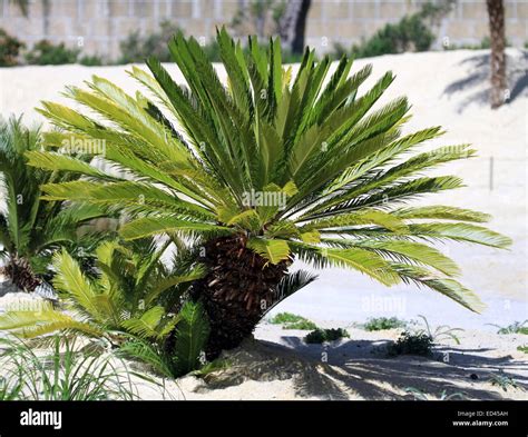 Cycas Revoluta Sago Cycad Banque De Photographies Et Dimages Haute