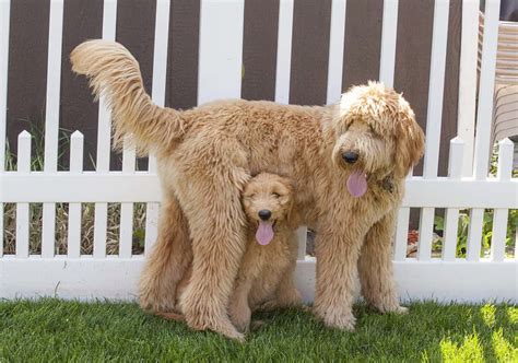 Goldendoodle Grooming Guide How To Properly Groom A Goldendoodle A Z