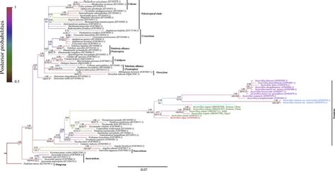 Bayesian Majority Rule Consensus Tree Of The Genus Incarvillea Within