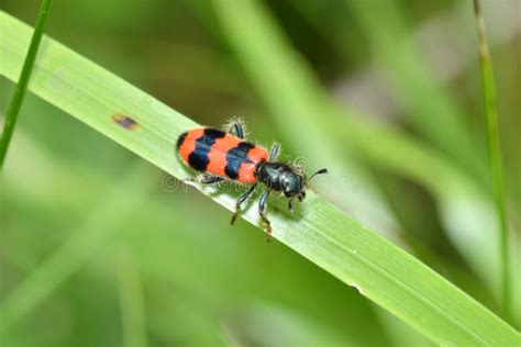 Bug Insects In The Spring Stock Image Image Of Flora 92809893