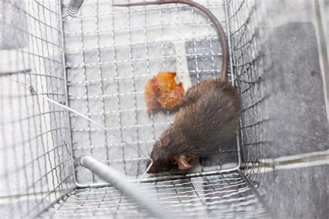 What Kind of Rat Traps Do Exterminators Use | BeatPests