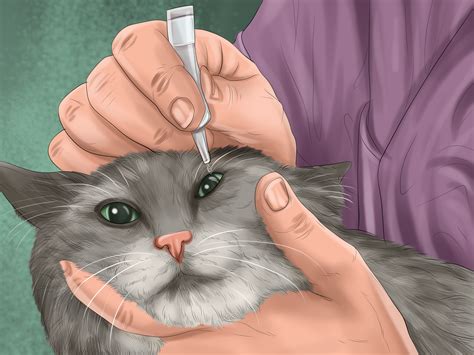 How to Diagnose Feline Cataracts: 12 Steps (with Pictures)