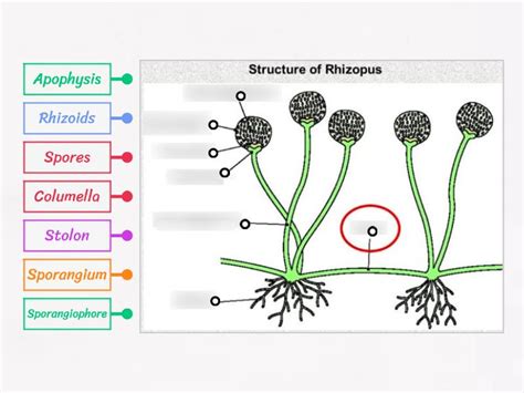 Structure of Rhizopus - Labelled diagram