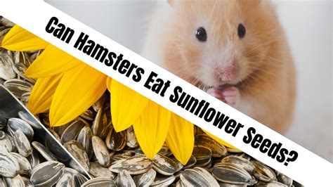 Can Hamsters Eat Sunflower Seeds? Let's Find Out!