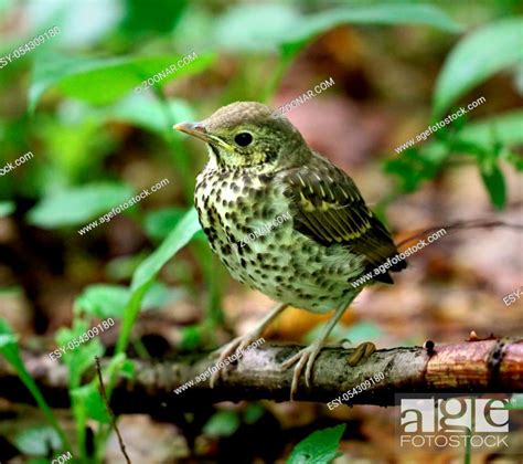 Little Bird Blackbird Stock Photo Picture And Low Budget Royalty Free