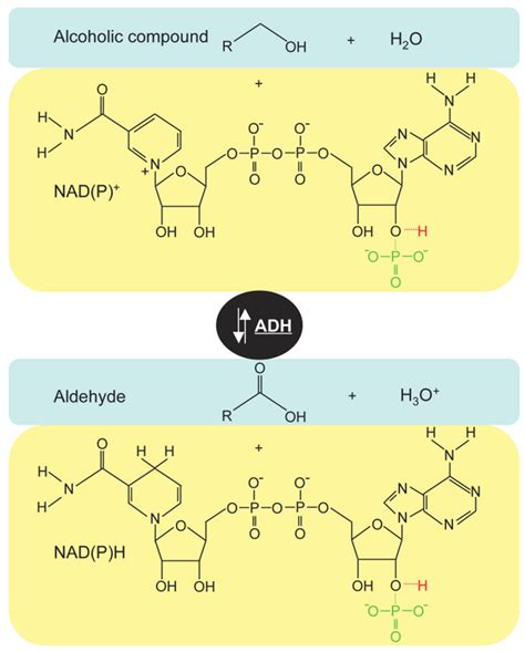 Reaction mechanism of alcohol dehydrogenases. These enzymes catalyse ...