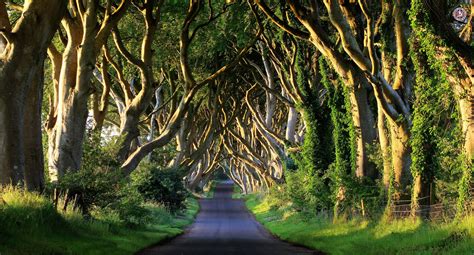 The Dark Hedges, Ireland | Dark hedges, Country roads, Road trip fun