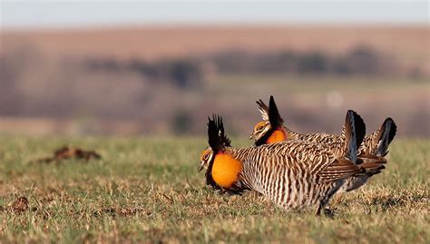 Greater prairie-chickens in the Flint Hills, Tallgrass Prairie National ...