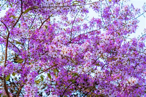 Beautiful blooming bungor (Lagerstroemia loudonii Teijsm. Binn) flowers ...