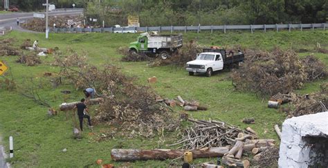 Afecta Tala Clandestina A Zonas Boscosas De Morelos Noticias Diario