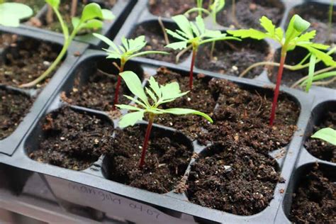 How & When to Plant Marigold Seeds Indoors for Garden - 1898 Mama