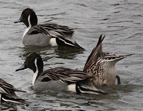 Northern pintail