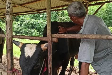 Jelang Idul Adha 2024 Daya Beli Hewan Kurban Menurun Harga Kambing