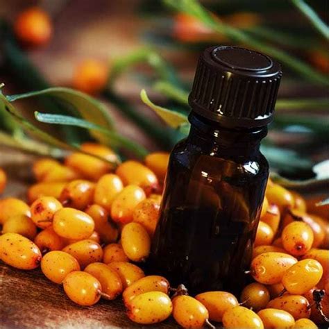 Hippophae Rhamnoides Oil Extracts Supplier Herbal Creations