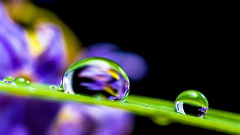 Fotos gratis flor soltar Rocío fotografía hoja florecer verde