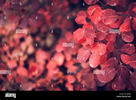 Beautiful Autumn Nature Background With Colorful Leaves On Branch In