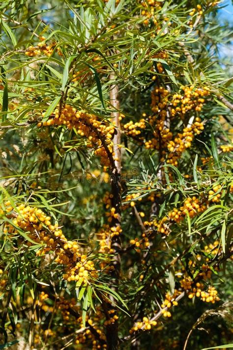 Sea-buckthorn on the tree stock image. Image of natural - 121041319